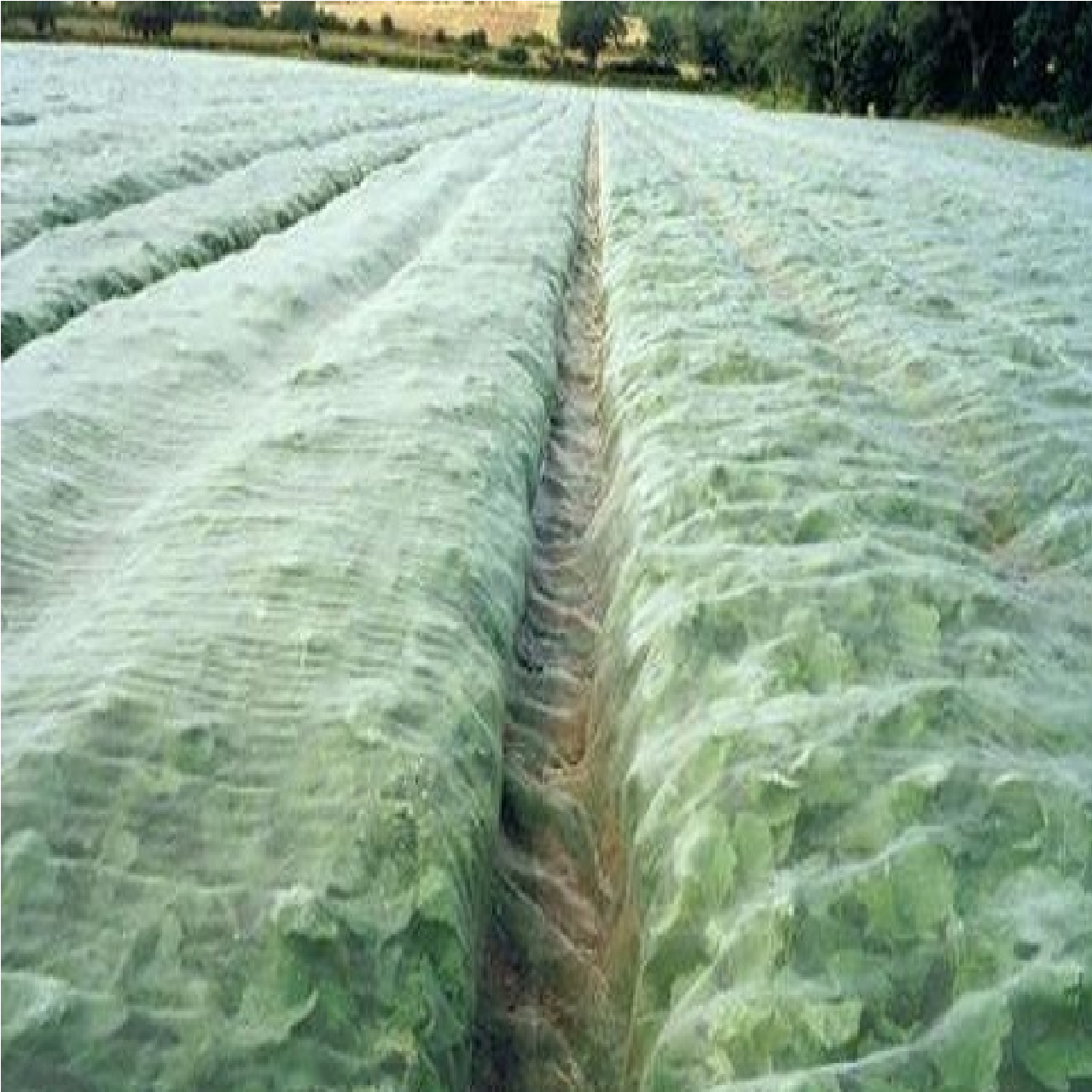 Green Hands INSECT BARRIER Netting 1.8M X 5M